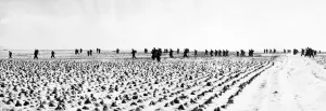 Cold Prints: Operation Blackcock was a World War II operation to clear German troops from the Roer