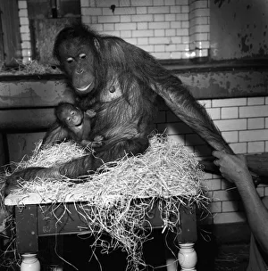 Orang Utan Family June 1963 baby Orang Utan Dan with his mother Toli