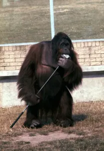 Orangutans Prints: Orang-Utang Sabbah in Blackpool Zoo July 1979 A©Mirrorpix