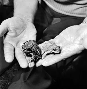 Orange frogs in the palms of a mans hand April 1975 75-2149-002