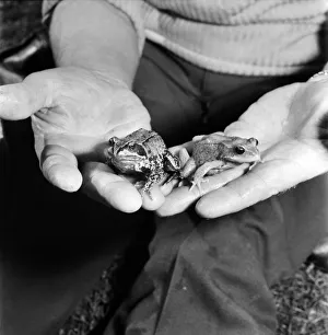 Orange frogs in the palms of a mans hand April 1975 75-2149-009