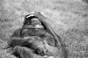 Images Dated 20th May 1989: Orangutan, laying on grass in hot weather, Chester Zoo, 20th May 1989