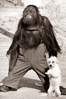 Orangutans Prints: Orangutan wearing trousers and braces with a little white terrier