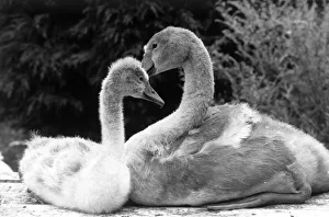 Swans Prints: Two orphaned cygnets after their mother died of lead poisioning from discarded fishing