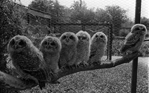 Wildlife Prints: Six orphaned Tawny Owls that were handed in to Birdworld in Farnham Surrey when people