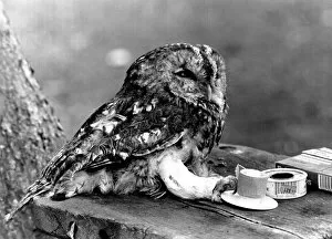Images Dated 15th October 1985: Ossi the tawny owl has broken its leg after hitting a window during a fly
