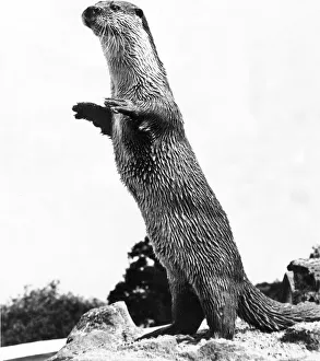 Curiosity Prints: An otter greets visitors at the Otter Trust, Earsham, Near Bungay, Suffolk