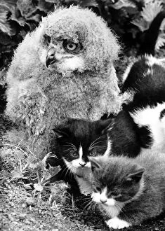 Images Dated 18th April 1987: The owl and the pussycats. This eagle owl chick has found companionship with