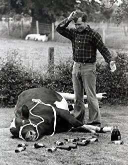 Cattle Prints: Oxo the bull flat out drunk after drinking 12 bottles of beer seen here with his owner