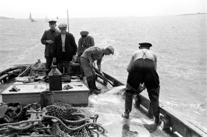 Oyster fishermen of Colchester at work in the River Blackwater and in the North Sea