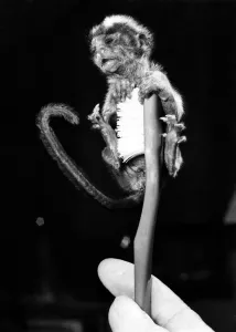 Oz, a tiny cotton top monkey at a Norfolk zoo perches atop a tooth brush