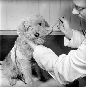00077 Prints: P. D. S. A. Hospital: Dog being given its medicine whilst wear a collar. 1954 A51b-002
