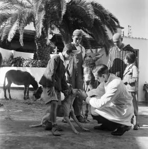 00008 Prints: P. D. S. A unit working in Tangier. January 1953 D216 Local Caption Morocco