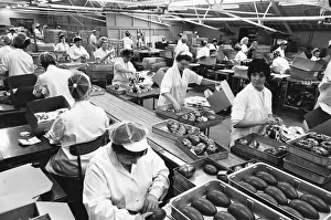 Packing on the Easter Egg production line at Cadburys Chocolate Bournville factory