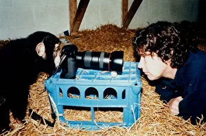 Crates Prints: Paco the chimp is setting up the photographic equipment at the Monkey World Rescue Centre