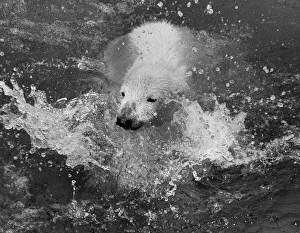 Bears Prints: Paddiwack the London Zoo Polar Bear cub takes his first plunge into his pool