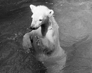 00955 Prints: Paddiwack the London Zoo Polar Bear cub takes his first plunge into his pool