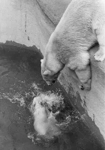 00955 Prints: Paddiwack the London Zoo Polar Bear cub takes his first plunge into his pool