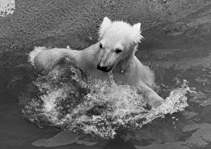 Paddiwack the London Zoo Polar Bear cub takes his first plunge into his pool