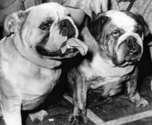 00206 Collection: A pair of English Bulldogs