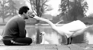 A pair of swans called George and Mildred have taken over the outdoor swimming pool