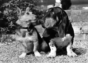 Pals. Merlin the mournful-looking Bassett is Rats country companion