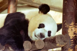 00095 Prints: Panda bear Bao Bao is set to become a father, thanks to artificial insemination