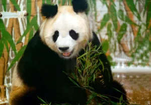 00095 Prints: Panda bear sitting and eating bamboo and London Zoo June 1993