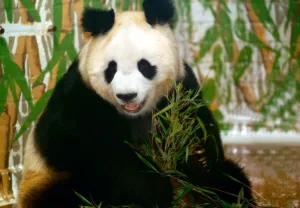 Panda bear sitting and eating bamboo and London Zoo June 1993 A©Mirrorpix