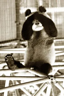 Panda playing hide and seek or peek-a-boo as he hides his face behind his hands