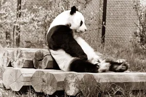 Loneliness Prints: A panda sits and contemplates his day at the zoo, sitting on top of a pile of logs