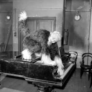 Pantomime cat: Actress Jeanie Craig as Tommy the cat in Dick Whittington. December 1956