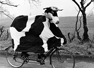 Core69 Prints: Pantomime Cow riding bicycle Graham Fardon and Bruce manton raising money for charity