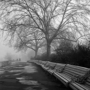 Landscapes And Gardens Prints: Park Benches lined up under the canopy of mature trees in their skeletal splendour