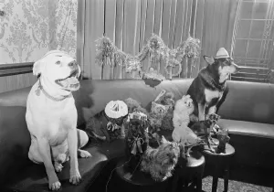 A party for dogs was held at the Devenshire Arms, Moreton Street, Pimlico