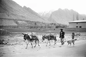 00671 Collection: A Pashtun tribesman seen here with his donkeys close to the town of Darra Adam Khel