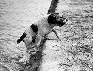 00279 Prints: Pat the dog in action, he retrieved 448 cricket balls in a season for The East Moseley
