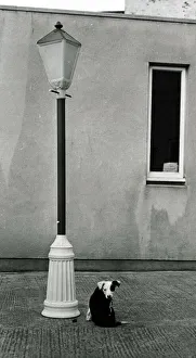 Puppies Prints: Patch the puppy dog stands next to a plastic lampost preparing to christen it