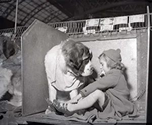 Sharing Prints: Patience the St Bernard looks longly at her owner as she eats her sandwich at the 1956