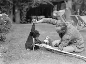 00079 Prints: Pattie the chimpanzee, appreciates a little assistance on the never ending problem of