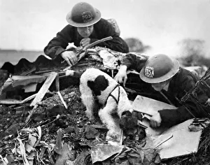 00113 Prints: PDSA animal rescue dog attempts to locate survivors from air raid November 1942