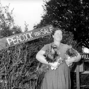 Peacock Farm: Farmers wife with peacocks for sale. 1959