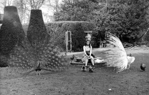 Chicken Prints: Peacocks show off their feathers in front of some of the Japanese Silkies on Hazels Farm