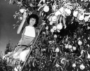 Ladder Prints: Pear picking in April 1970 - much of the produce comes to English shops