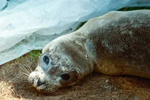 Seals Prints: Peeps the Baby Seal who was dying from a killer virus recovering at the Norfolk Rescue