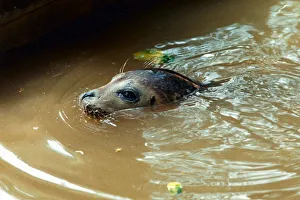 Seals Prints: Peeps the seal has recovered from a killer virus at the Norfolk Rescue Centre