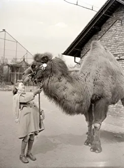 Camels Prints: Peggy the Camel at London Zoo Young girl holding camel by reigns