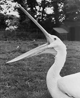 00002 Prints: Pelican at Paighton Zoo Devon had 38 stitches in his pouch after injuring it during his