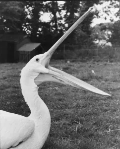 00002 Prints: Pelican at Paignton Zoo, Devon had 38 stitches in his pouch after injuring it during his