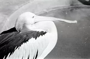 00013 Collection: Pelicans at London Zoo. October 1937 OL307I